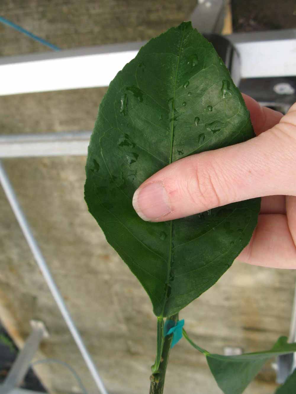              Unifoliolate leaf (Phillip Rucks Citrus Nursery, Frostproof,   FL)       
